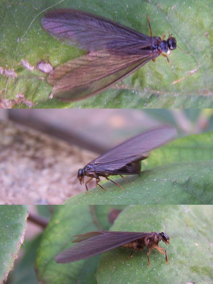 FIGURE 1 FIGURE 1